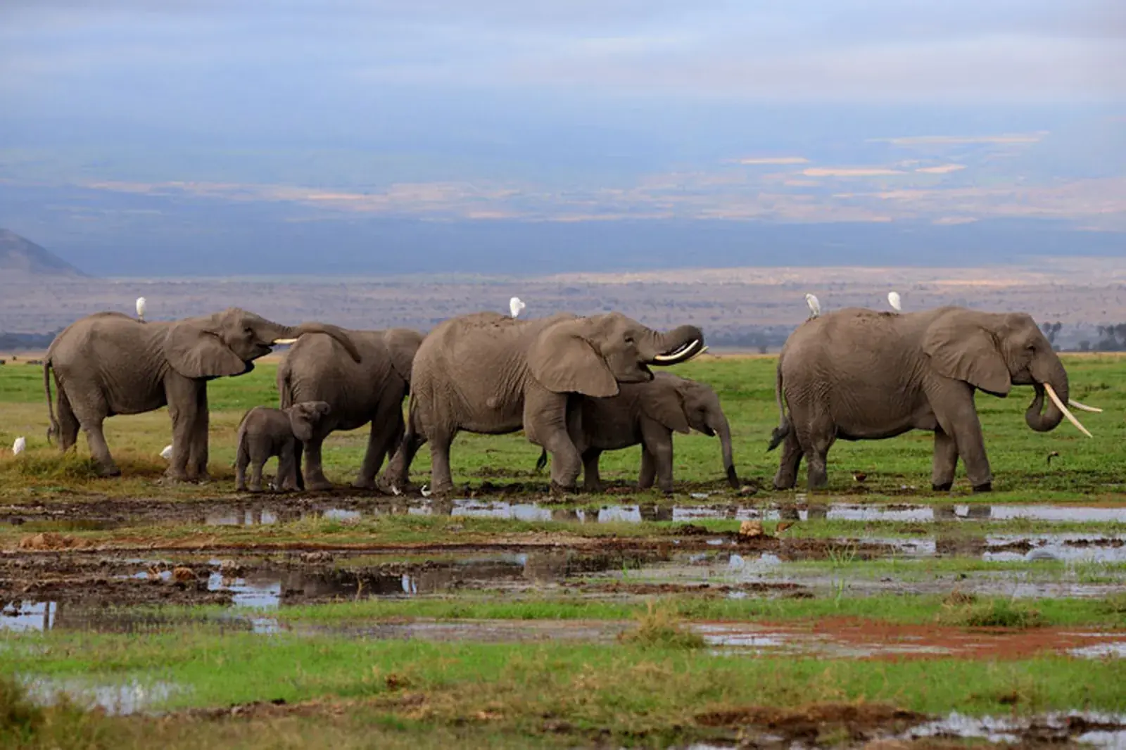 Elabush Safaris — Elephant at sunrise with Mount Kilimanjaro, Amboseli