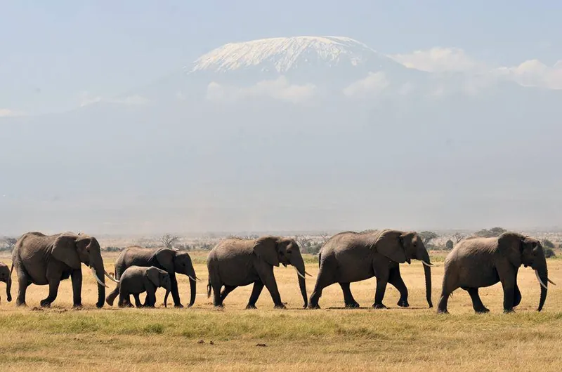 Elephant family with calves at Amboseli waterhole — Elabush Safaris Kenya family safari