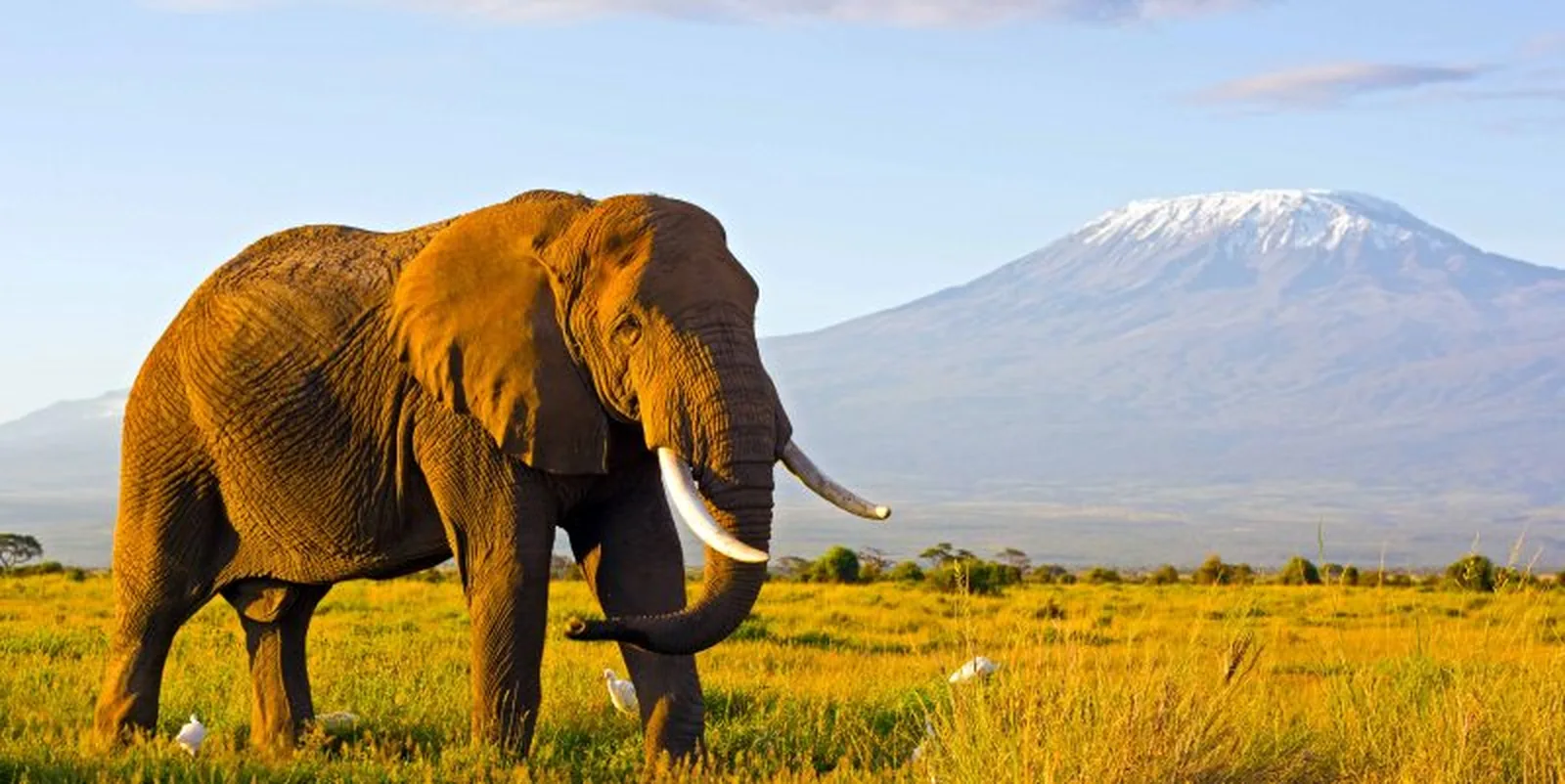 Elabush Safaris — Elephants at Amboseli swamp at sunset Kenya