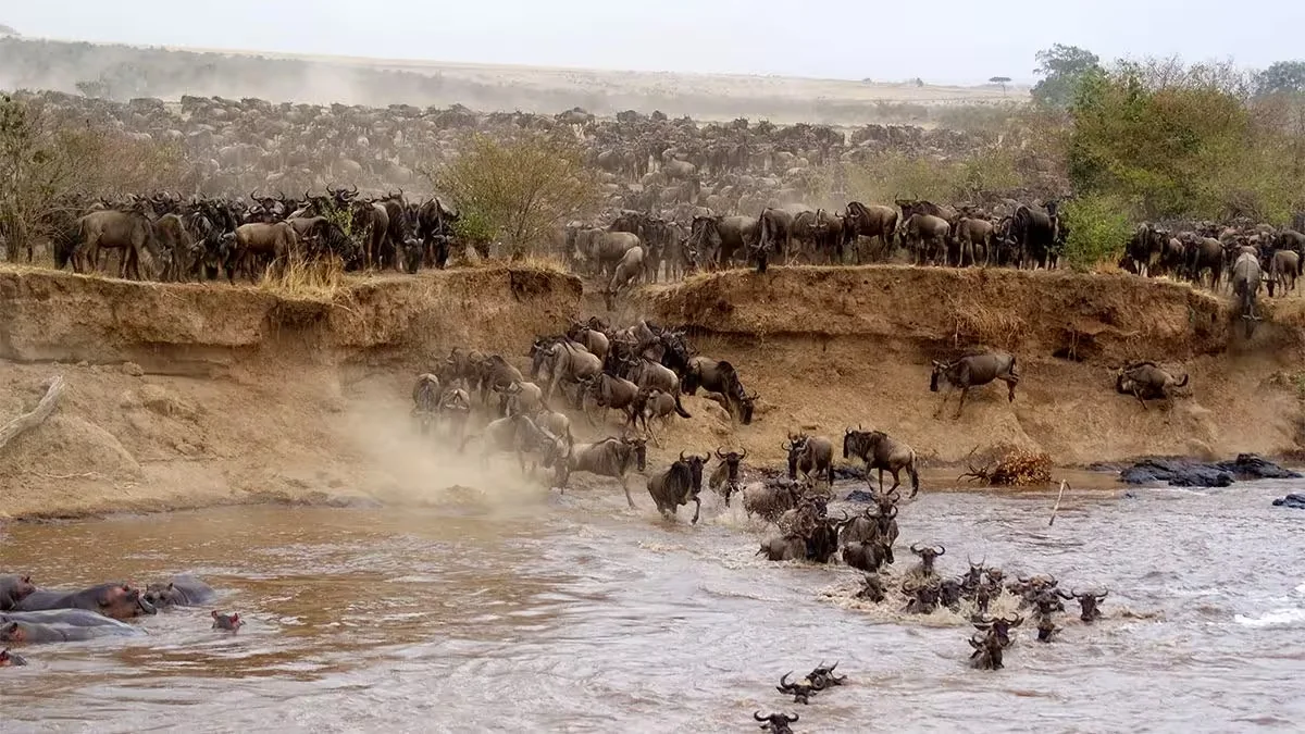 Elabush Safaris — Maasai Mara wildlife reserve Kenya