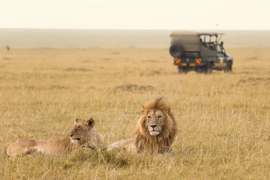Elabush Safaris — Maasai Mara safari, Kenya