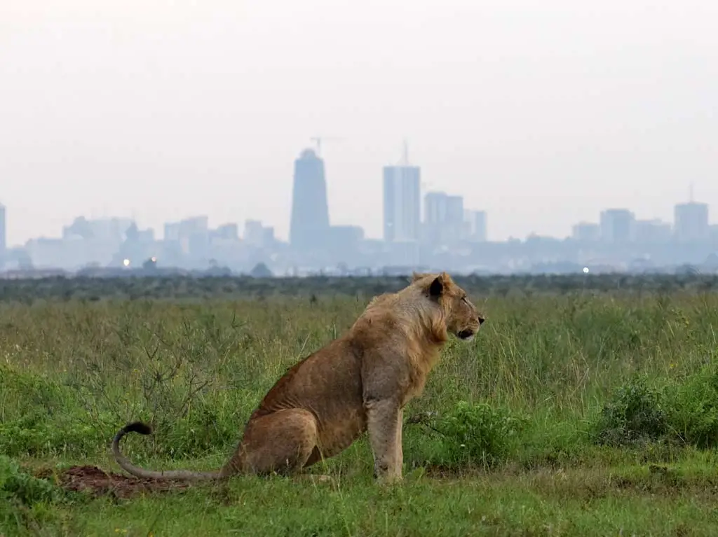 Elabush Safaris — Lion in Nairobi National Park Kenya